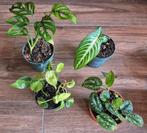 4x kamerplant: adansonii, lindenii, scindapsus, philodendron, Huis en Inrichting, Kamerplanten, Ophalen of Verzenden