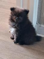 Lieve mini pomeriaan pup, Rabiës (hondsdolheid), Overige rassen, 8 tot 15 weken, Teef