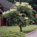 Aralia elata 'Duivelswandelstok' - Bijzondere sierheester, In pot, Halfschaduw, 100 tot 250 cm, Zomer
