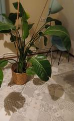 Grote plant, Huis en Inrichting, Ophalen, 100 tot 150 cm, Palm, Halfschaduw