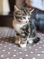 Kittens te koop, Meerdere dieren, Kortharig, 0 tot 2 jaar