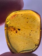 Birmees Amber (U2) met insluiting onbekende insect met lange, Verzenden, Fossiel