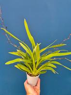 Orchidee Oncidium Mieke von Holm Bontblading geurend p12 (1), Huis en Inrichting, Kamerplanten, Ophalen of Verzenden, Halfschaduw