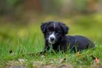 Australian shepherd mini pup teefje, Dieren en Toebehoren, Honden | Herdershonden en Veedrijvers, Meerdere, 8 tot 15 weken, Meerdere dieren