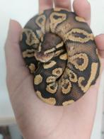 Ballpython- koningspython- python regius, Dieren en Toebehoren, Slang