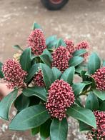 Skimmia Jap “ Rubella, Ophalen of Verzenden, Overige soorten, Volle zon