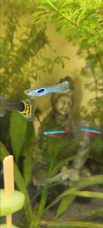 Guppy, Dieren en Toebehoren, Vissen | Aquariumvissen, Vis, Zoetwatervis
