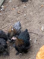 Jonge cochin krielen, Dieren en Toebehoren, Pluimvee, Vrouwelijk, Kip