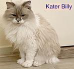 Ragdoll Dekkater met stamboom ter dekking, Dieren en Toebehoren, Katten en Kittens | Dekkaters, 3 tot 5 jaar