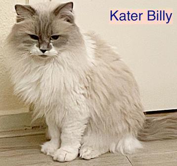 Ragdoll Dekkater met stamboom ter dekking  beschikbaar voor biedingen
