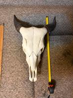 Groot schedel, Huis en Inrichting, Woonaccessoires | Wanddecoraties, Ophalen of Verzenden, Zo goed als nieuw