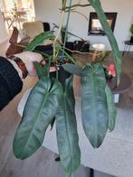 philodendron atabapoense silver stek, Huis en Inrichting, Kamerplanten, Ophalen of Verzenden, Halfschaduw, Minder dan 100 cm