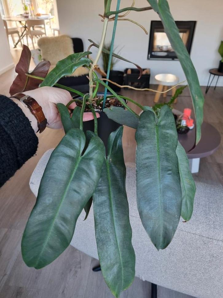 philodendron atabapoense silver stek, Huis en Inrichting, Kamerplanten, Minder dan 100 cm, Halfschaduw, Ophalen of Verzenden