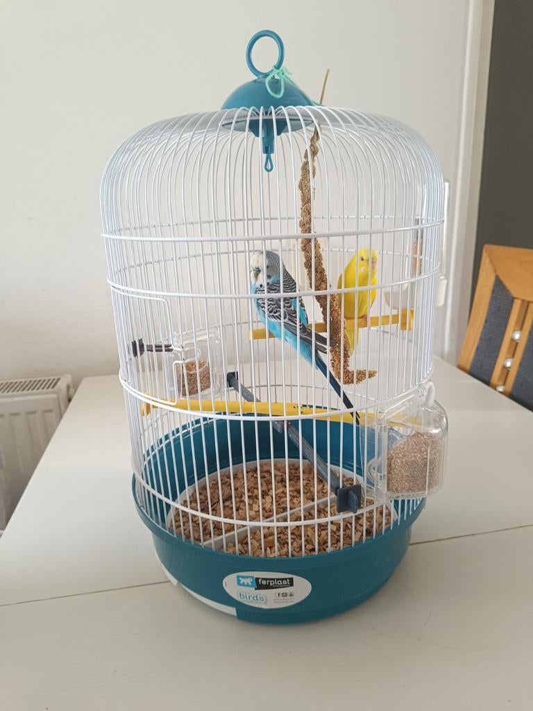 Vogelkooi met grasparkieten, Dieren en Toebehoren, Vogels | Parkieten en Papegaaien, Meerdere dieren, Parkiet