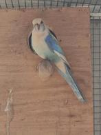 Rosella Man ' 24 ( vaste prijs), Mannelijk, Parkiet, Geringd