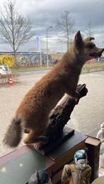 Taxidermi , vosje, Ophalen of Verzenden