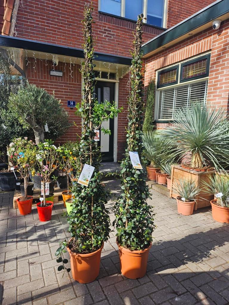 Toscaanse Jasmijn; enkele plant of pyramide, Tuin en Terras, Planten | Bomen, Volle zon, Ophalen of Verzenden, 100 tot 250 cm
