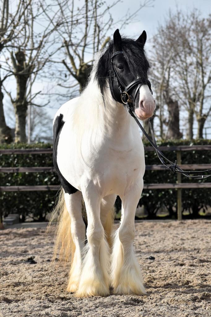 Supet lieve en top brave tinker ruin, Dieren en Toebehoren, Pony's, Ruin, B, D pony (1.37m tot 1.48m), Recreatiepony, 3 tot 6 jaar