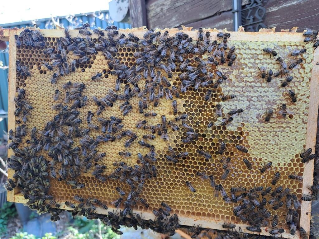Bijenvolk op 8 ramen, Dieren en Toebehoren, Bijen