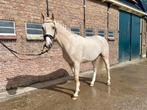 4 jarige gereden lichte palomino hengst met top karakter!, Dressuurpaard, Hengst, 3 tot 6 jaar, 160 tot 165 cm