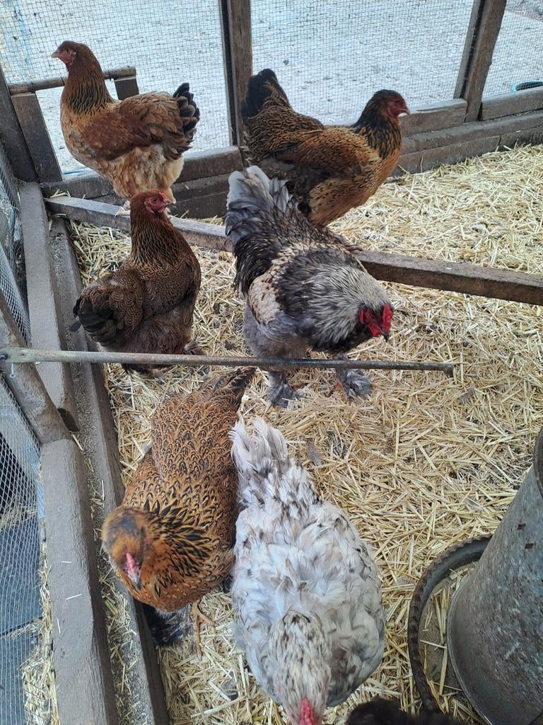Broedeieren brahma groot, Dieren en Toebehoren, Pluimvee, Geslacht onbekend, Kip