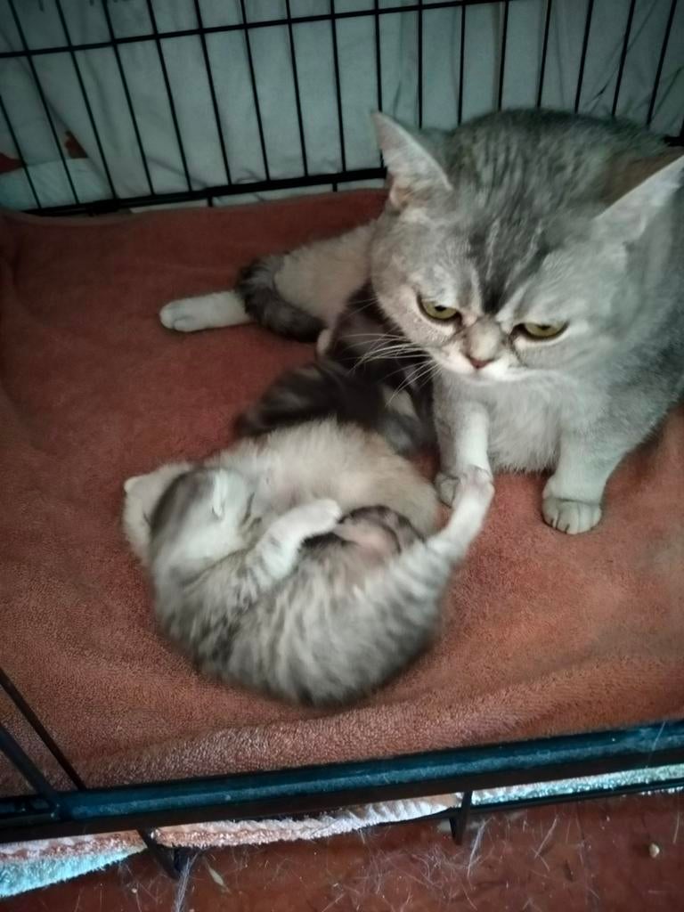 Raszuivere Britse Korthaar Kittens., Dieren en Toebehoren, Katten en Kittens | Raskatten | Korthaar, Meerdere dieren