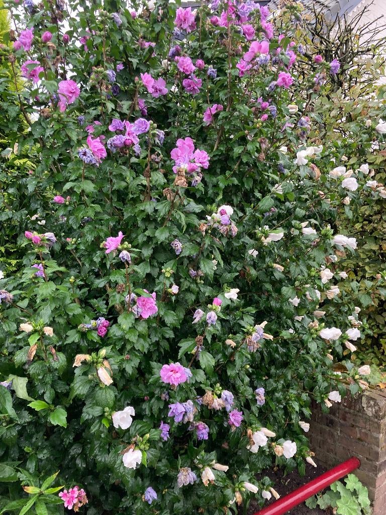 Hibiscus (ca 2 m - zelf er uit te halen), Ophalen of Verzenden, Hortensia, Struik, Minder dan 100 cm
