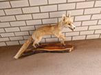 Opgezette jonge vos op houten sokkel, Verzamelen, Dierenverzamelingen, Ophalen, Gebruikt, Wild dier, Opgezet dier