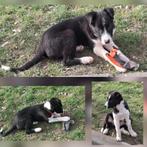 Super aanhankelijke border collie pup, Reu, 8 tot 15 weken, Collie, Meerdere