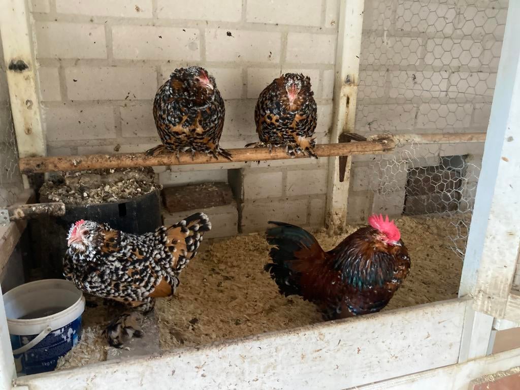 Ukkelse baardkriel broedeieren, Dieren en Toebehoren, Geslacht onbekend, Kip