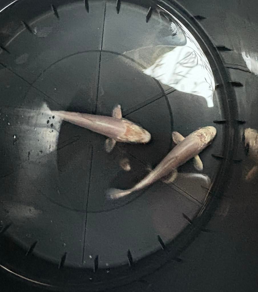 Platinum doitsu kois, Karper of Koi