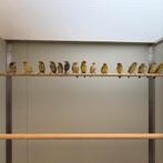 Binsen astrildes | nu beschikbaar | De Toekan Apeldoorn, Meerdere dieren