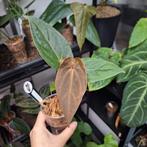 Anthurium Red Spider x self by HU, Huis en Inrichting, Ophalen of Verzenden, Halfschaduw, Minder dan 100 cm