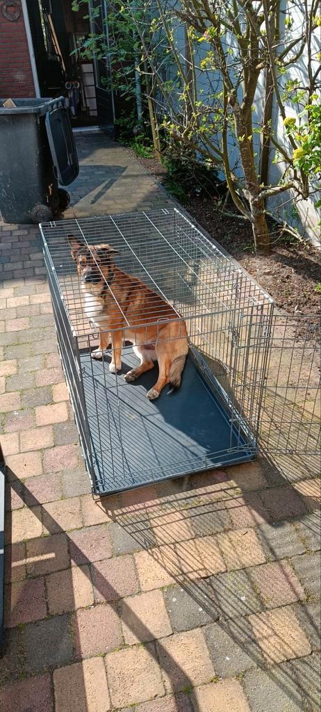 Grote antracietgrijze hondenbench, Dieren en Toebehoren, Hondenbenches, Gebruikt, Ophalen