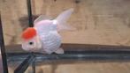 Oranda redcap, Vis