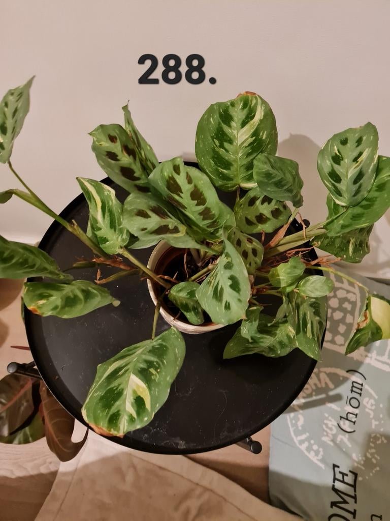 Unieke maranta variegata, kamerplant, Huis en Inrichting, Kamerplanten, Ophalen of Verzenden, Halfschaduw, Minder dan 100 cm