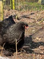 Brahma trio, Dieren en Toebehoren, Pluimvee, Meerdere dieren, Kip