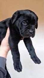 Prachtig nest, raszuivere Cane Corso pups geboren!, Overige rassen, 8 tot 15 weken, Meerdere, Meerdere dieren