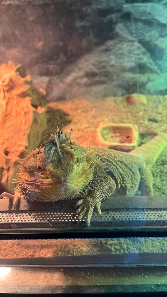 Baardagaam + toebehoren., Hagedis, Met terrarium, 3 tot 6 jaar