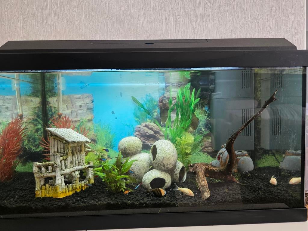 Aquarium met vissen, Ophalen, Zo goed als nieuw, Gevuld zoetwateraquarium