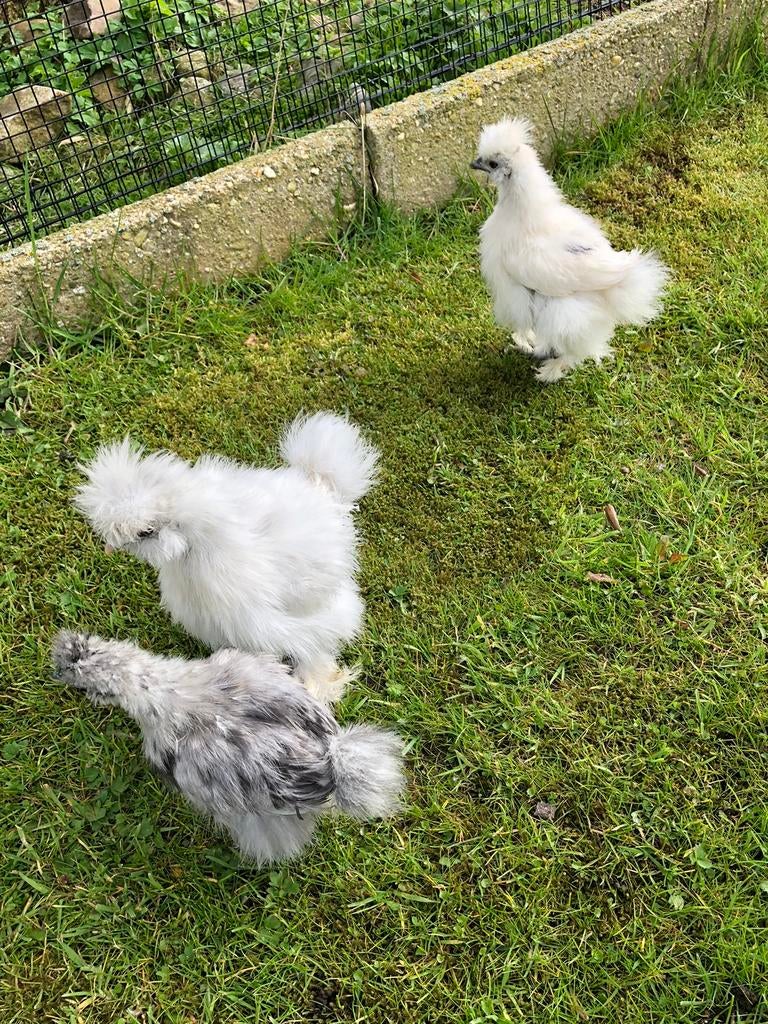 Zijdehoen kriel, Dieren en Toebehoren, Meerdere dieren, Kip
