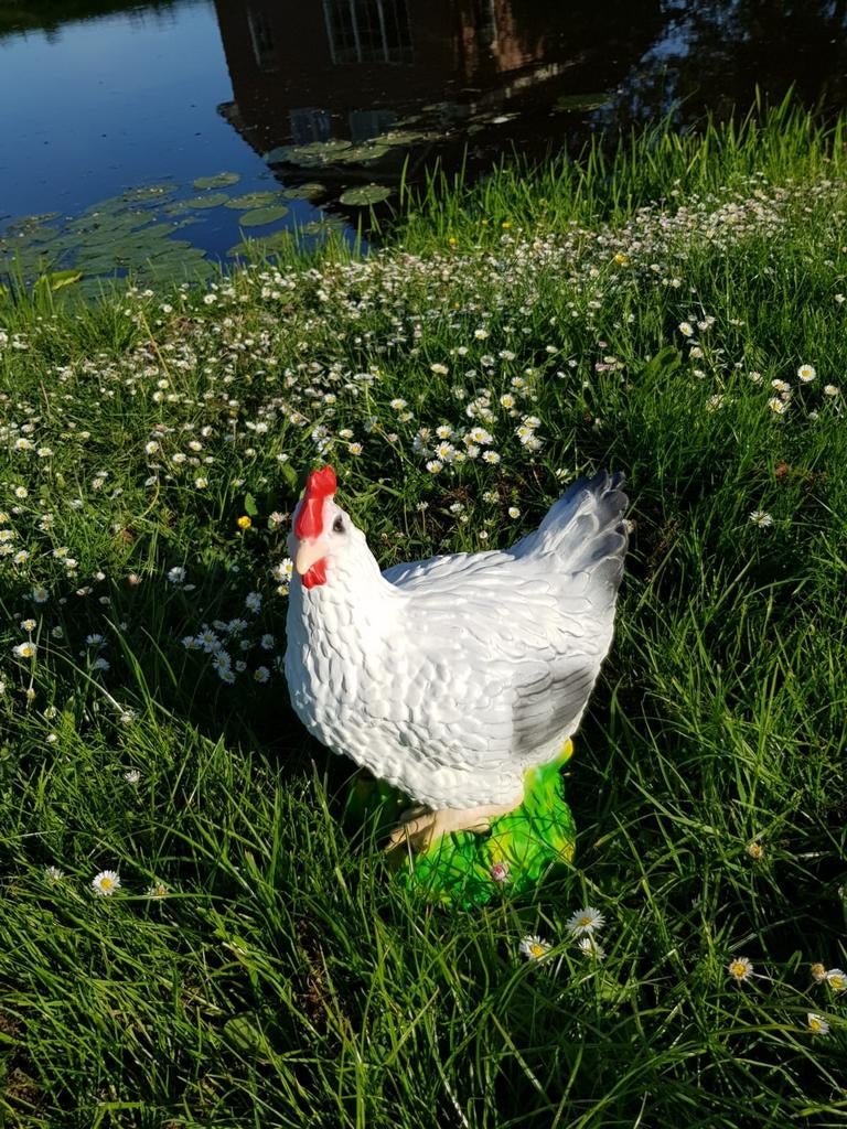 Mooie kip, Ophalen, Dierenbeeld, Hardinxveld-Giessendam, Handelsonderneming.devlinder@outlook.com