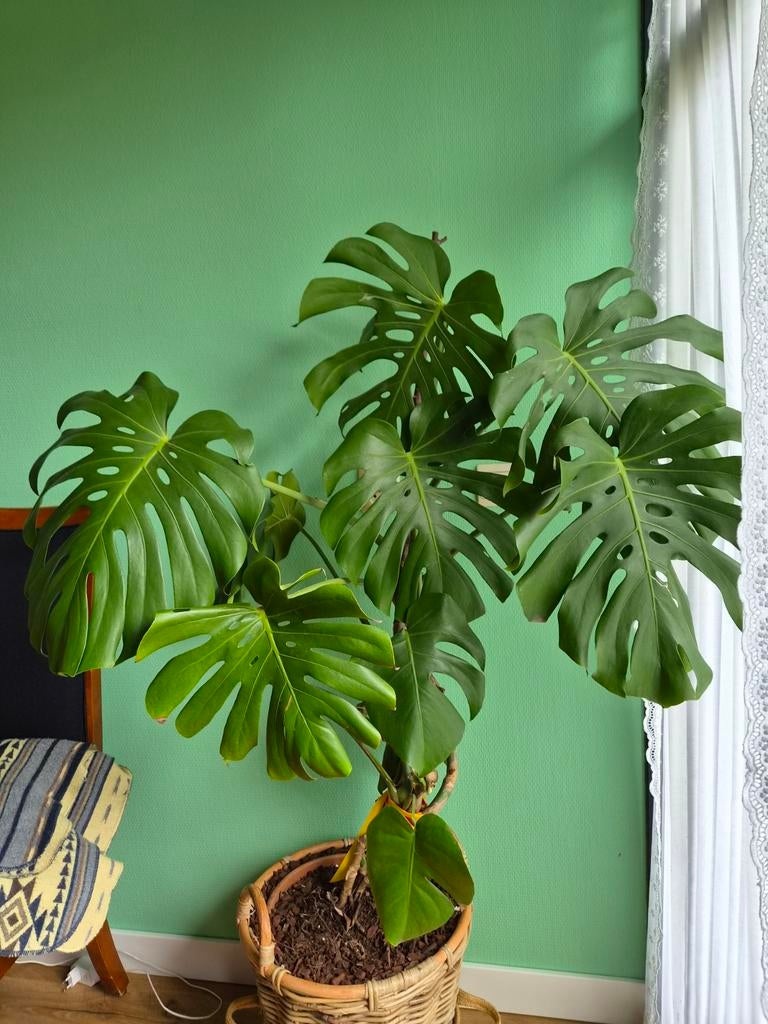 Grote Monstera Deliciosa inclusief pot - Gezonde plant, Ophalen, Bloeit niet, Overige soorten, Halfschaduw