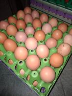 Broedeieren Barnevelder dubbelgezoomd goud groot, Dieren en Toebehoren, Geslacht onbekend, Kip