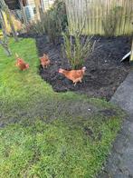 Bruine legkippen, Vrouwelijk, Kip