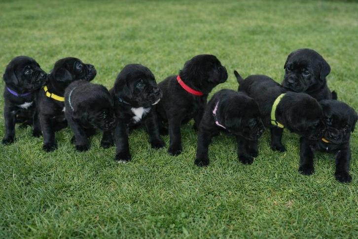 Lieve Cane Corso x Labrador puppy’s te koop, Dieren en Toebehoren, Honden | Bulldogs, Pinschers en Molossers, Meerdere dieren