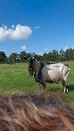 Lammetjes geiten, Dieren en Toebehoren, Vrouwelijk, Geit, 0 tot 2 jaar