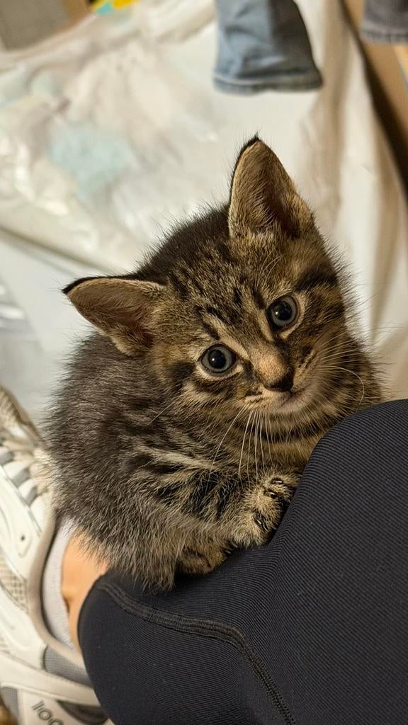 Lieve kittens – klaar voor een nieuw thuis over 2 weken, Kater