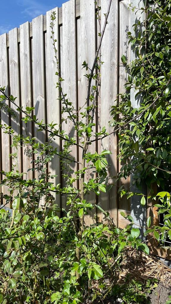 Boompje, Tuin en Terras, Planten | Bomen, Ophalen, Overige soorten, 100 tot 250 cm