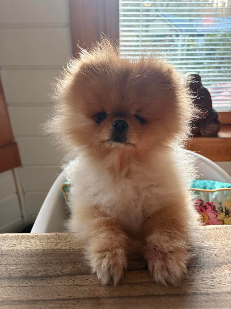 Liefdevolle hondenopvang voor kleine hondjes, Dieren en Toebehoren, Honden | Chihuahua's en Gezelschapshonden, Overige rassen